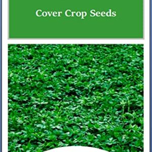 500 Alfalfa Cover Crop Seeds | Non-GMO | Heirloom | Fresh Garden Seeds