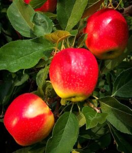 5 gala apple tree seeds, sweet apple fruit bush seeds ornament perennial garden plating