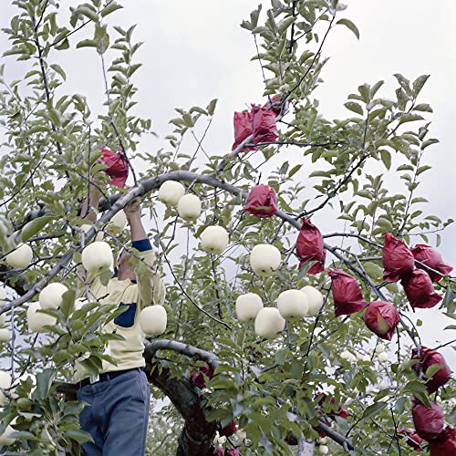 QAUZUY GARDEN 20 Rare White Apple Seeds (Malus Domestica) Non-GMO Rare Apple Tree Seeds Extremely Hardy Early Ripening Fruit Tree to Plant Garden Yard Outdoor