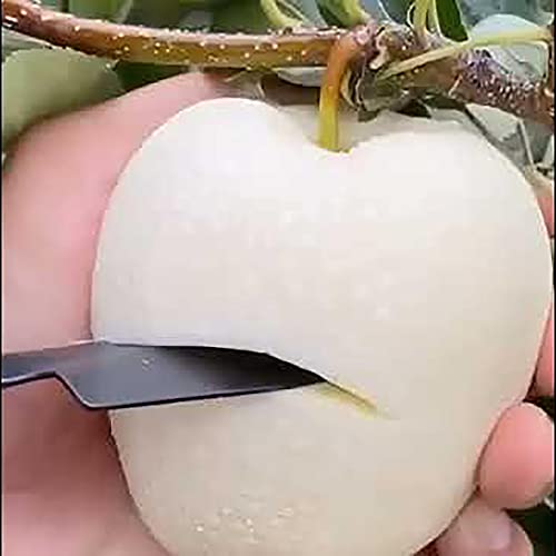 QAUZUY GARDEN 20 Rare White Apple Seeds (Malus Domestica) Non-GMO Rare Apple Tree Seeds Extremely Hardy Early Ripening Fruit Tree to Plant Garden Yard Outdoor