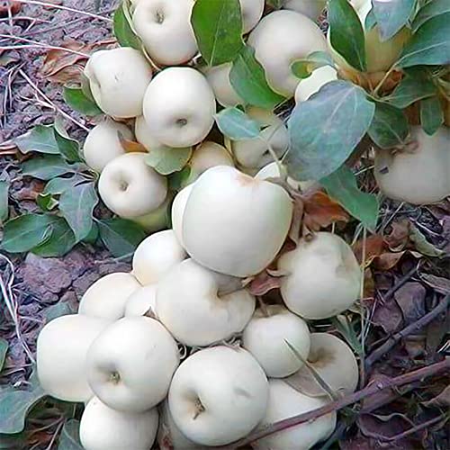 QAUZUY GARDEN 20 Rare White Apple Seeds (Malus Domestica) Non-GMO Rare Apple Tree Seeds Extremely Hardy Early Ripening Fruit Tree to Plant Garden Yard Outdoor