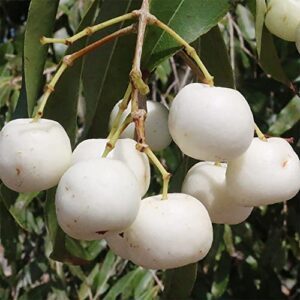 QAUZUY GARDEN 20 Rare White Apple Seeds (Malus Domestica) Non-GMO Rare Apple Tree Seeds Extremely Hardy Early Ripening Fruit Tree to Plant Garden Yard Outdoor