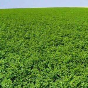 Non-GMO Vernal Alfalfa Seed - Garden Cover Crop, Wildlife Food plot, Field Grown