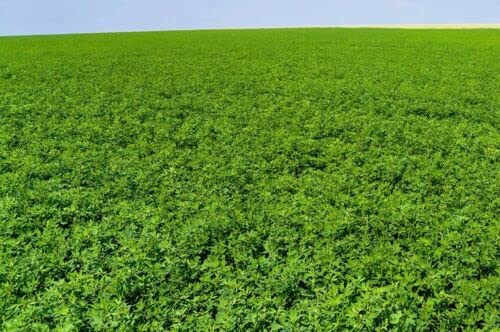 Non-GMO Vernal Alfalfa Seed - Garden Cover Crop, Wildlife Food plot, Field Grown