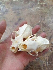 hot 1/2/3/5/10 pcs real animal skull specimen taxidermy cleaned skull collection fox, cat, mink, crocodile, dog, raccoon, snake, rabbit, goat ，muskrat，nutria，fox's paw (1pcs,mink)