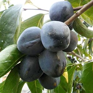 diospyros digyna seeds black sapote rich, dark brown flesh culinary uses low in calories and a good source of dietary fiber, vitamins, and minerals 20pcs by yegaol garden