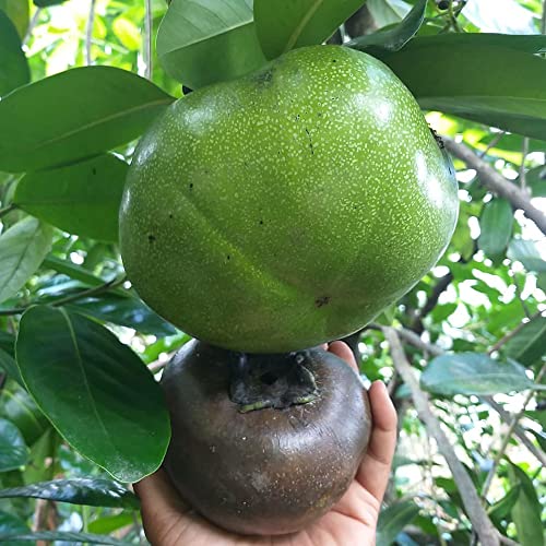 Diospyros Digyna Seeds Black Sapote Rich, Dark Brown Flesh Culinary Uses Low in Calories and a Good Source of Dietary Fiber, Vitamins, and Minerals 20Pcs by YEGAOL Garden