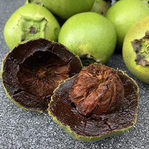 Diospyros Digyna Seeds Black Sapote Rich, Dark Brown Flesh Culinary Uses Low in Calories and a Good Source of Dietary Fiber, Vitamins, and Minerals 20Pcs by YEGAOL Garden