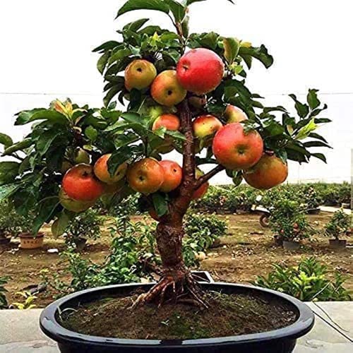 CHUXAY GARDEN Miniature Apple Tree Seed 10 Seeds Dwarf Apple Fruit Plant Heirloom High Yield Flourishing Perfect for Containers