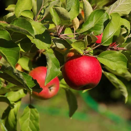 CHUXAY GARDEN Miniature Apple Tree Seed 10 Seeds Dwarf Apple Fruit Plant Heirloom High Yield Flourishing Perfect for Containers