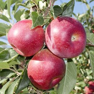 100 pcs apple seeds for planting, heirloom, non gmo
