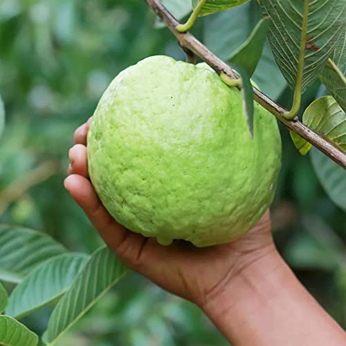 QAUZUY GARDEN 160 Common Yellow Lemon  Apple Guava Seeds for Planting Outdoor Pineapple Guava Feijoa Seeds Non-GMO Heirloom Fruit Seeds Grow Your Own Delicious Fruit Tree Freely