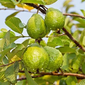 QAUZUY GARDEN 160 Common Yellow Lemon  Apple Guava Seeds for Planting Outdoor Pineapple Guava Feijoa Seeds Non-GMO Heirloom Fruit Seeds Grow Your Own Delicious Fruit Tree Freely