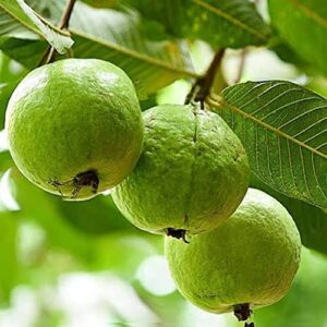 QAUZUY GARDEN 160 Common Yellow Lemon  Apple Guava Seeds for Planting Outdoor Pineapple Guava Feijoa Seeds Non-GMO Heirloom Fruit Seeds Grow Your Own Delicious Fruit Tree Freely