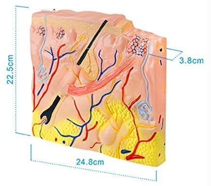 The Skin Structure Model - Planar Structure of Human Anatomical Medical Model Skin Leather Model - Model for The Visual Study,Lab Supplies