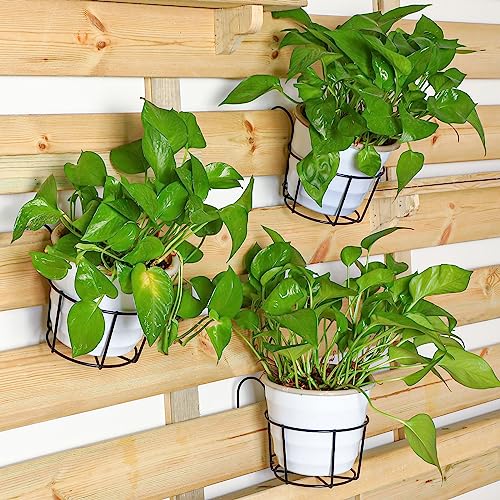 Dandat 24 Pcs Hanging Railing Planters 6 Inch Flower Pot Holders Black Potted Stand Railing Planter Iron Rack Balcony Planter Basket Small Shelf Container for Indoor Outdoor Balcony Fence Garden