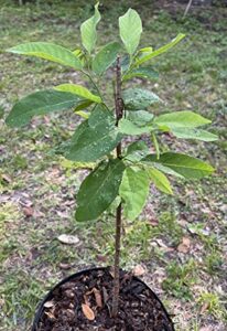 1 live sugar apple plant, 18 to 20 inches tall, ship with no pot