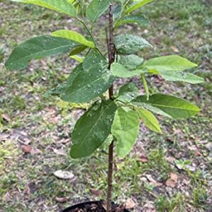 1 Live Sugar Apple Plant, 18 to 20 inches Tall, Ship with no Pot