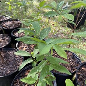 1 Live Sugar Apple Plant, 18 to 20 inches Tall, Ship with no Pot