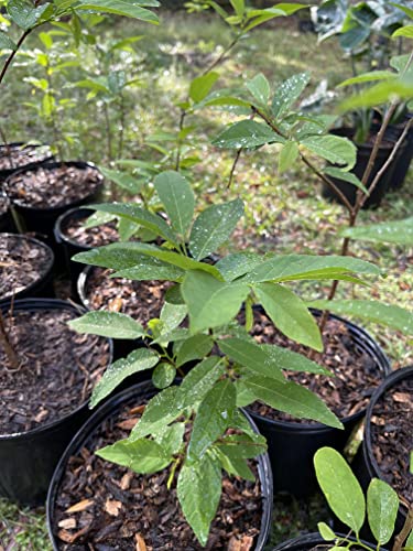 1 Live Sugar Apple Plant, 18 to 20 inches Tall, Ship with no Pot