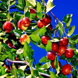 10 jujube tree seeds red chinese apple date jujuba superfruit fast hardy plant