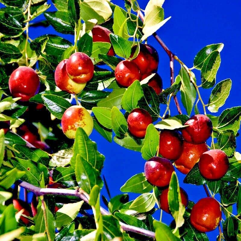 10 JUJUBE Tree Seeds RED Chinese Apple Date Jujuba Superfruit Fast Hardy Plant