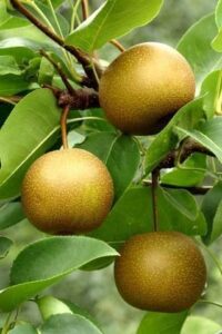 asian pear tree plant, 4 feet to 5 feet tall, sweet fruit tree, ship bare root