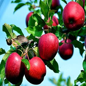 paradise apple tree seeds malus red hardy garden fruit plant seeds 30 seeds