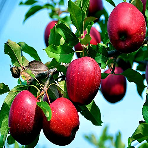 Paradise Apple Tree Seeds Malus Red Hardy Garden Fruit Plant Seeds 30 Seeds