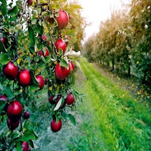 Paradise Apple Tree Seeds Malus Red Hardy Garden Fruit Plant Seeds 30 Seeds