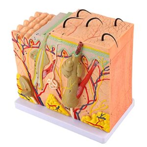 50X Three Dimensional Human Skin Magnified Model an Y Biology Teaching Aid La Supplies 22X20X13 Skin an Y Models Child Friendly Skin Layers Model Ozgkee