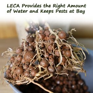 5LB LECA for Plants, 4-16mm Small Expanded Clay Pebbles for Hydroponic Growing, Organic Lecca Balls for Indoor Pots Drainage, Aquaponics, Come with Gloves