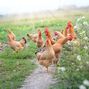 Chicken Forage Seed Mix - Better Eggs and Meat, Annual Ryegrass, Perennial Ryegrass, Buckwheat, Flax, Millet, Forage Peas, Red Clover, Alfalfa, Sunflowers (1 Pound)