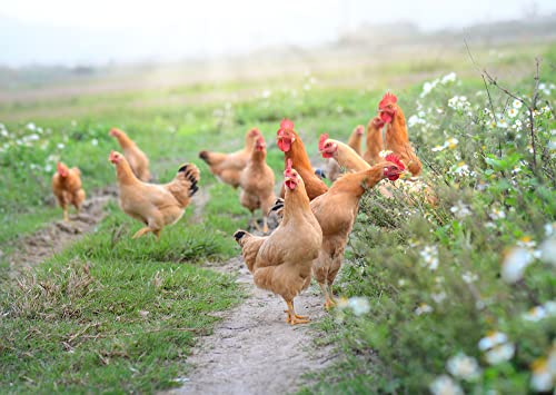 Chicken Forage Seed Mix - Better Eggs and Meat, Annual Ryegrass, Perennial Ryegrass, Buckwheat, Flax, Millet, Forage Peas, Red Clover, Alfalfa, Sunflowers (1 Pound)