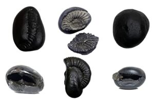 m francisco natural shaligram nepal lord vishnu, fossil stone a+ quality wholesale raterare shaligram laxmi narayan hindu puja/pooja