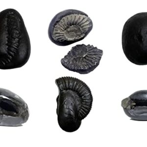 M FRANCISCO Natural Shaligram Nepal Lord Vishnu, Fossil Stone A+ Quality Wholesale RateRare Shaligram Laxmi Narayan Hindu Puja/Pooja