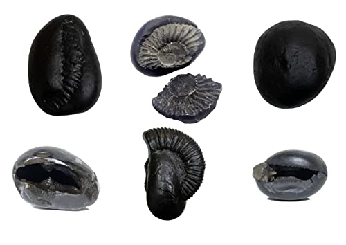 M FRANCISCO Natural Shaligram Nepal Lord Vishnu, Fossil Stone A+ Quality Wholesale RateRare Shaligram Laxmi Narayan Hindu Puja/Pooja