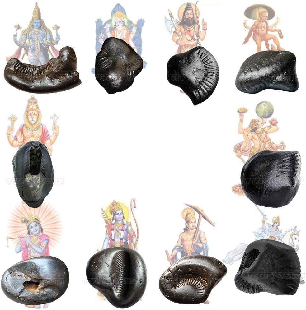 M FRANCISCO Natural Shaligram Nepal Lord Vishnu, Fossil Stone A+ Quality Wholesale RateRare Shaligram Laxmi Narayan Hindu Puja/Pooja