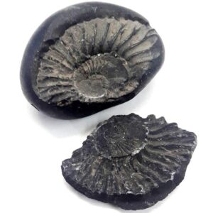 M FRANCISCO Natural Shaligram Nepal Lord Vishnu, Fossil Stone A+ Quality Wholesale RateRare Shaligram Laxmi Narayan Hindu Puja/Pooja