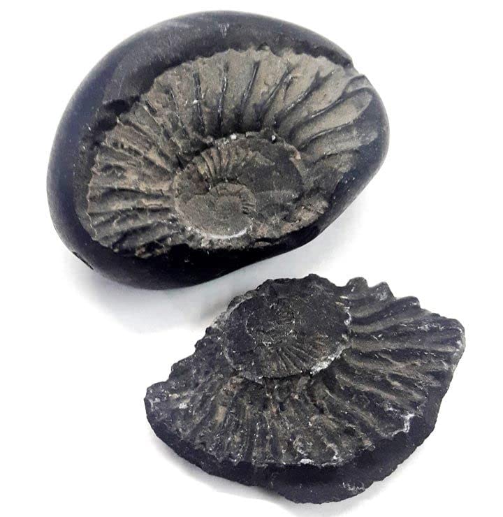 M FRANCISCO Natural Shaligram Nepal Lord Vishnu, Fossil Stone A+ Quality Wholesale RateRare Shaligram Laxmi Narayan Hindu Puja/Pooja