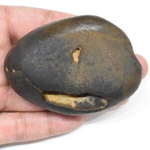 M FRANCISCO Natural Shaligram Nepal Lord Vishnu, Fossil Stone A+ Quality Wholesale RateRare Shaligram Laxmi Narayan Hindu Puja/Pooja