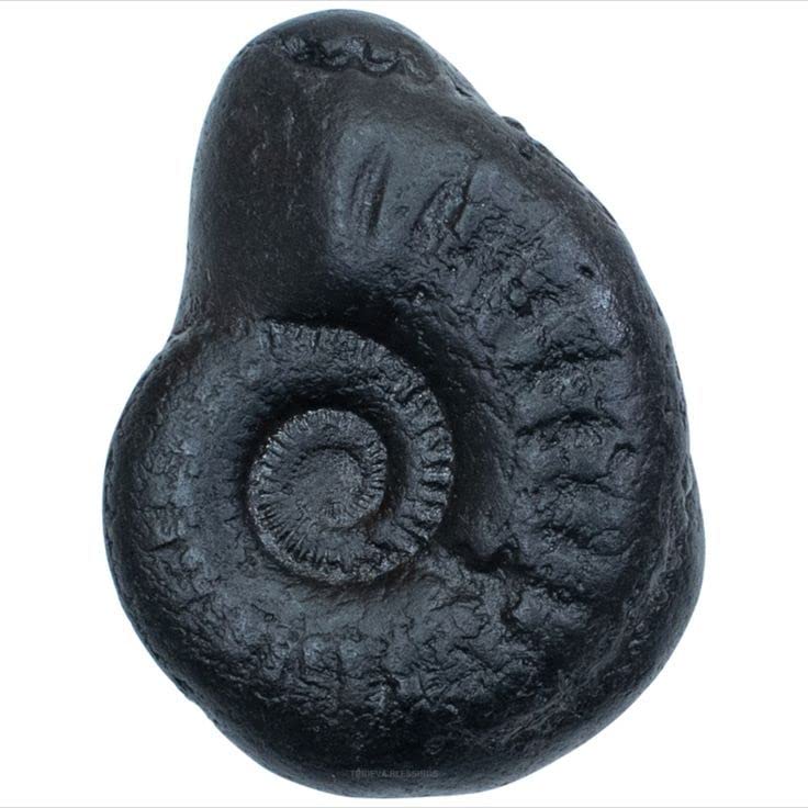 M FRANCISCO Natural Shaligram Nepal Lord Vishnu, Fossil Stone A+ Quality Wholesale RateRare Shaligram Laxmi Narayan Hindu Puja/Pooja