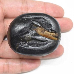 M FRANCISCO Natural Shaligram Nepal Lord Vishnu, Fossil Stone A+ Quality Wholesale RateRare Shaligram Laxmi Narayan Hindu Puja/Pooja