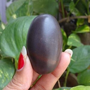 M FRANCISCO Natural Shaligram Hindu Pooja Shivlingam, Shiva, Shivling Small Beautiful Healing Stones Meditation Energy India Meditation Metaphysical Sacred Hindu Valley