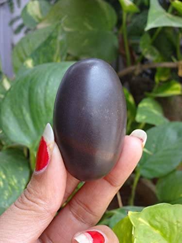 M FRANCISCO Natural Shaligram Hindu Pooja Shivlingam, Shiva, Shivling Small Beautiful Healing Stones Meditation Energy India Meditation Metaphysical Sacred Hindu Valley