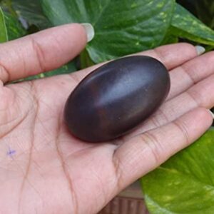 M FRANCISCO Natural Shaligram Hindu Pooja Shivlingam, Shiva, Shivling Small Beautiful Healing Stones Meditation Energy India Meditation Metaphysical Sacred Hindu Valley