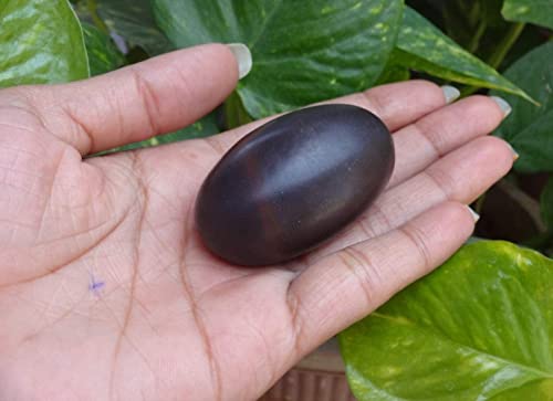 M FRANCISCO Natural Shaligram Hindu Pooja Shivlingam, Shiva, Shivling Small Beautiful Healing Stones Meditation Energy India Meditation Metaphysical Sacred Hindu Valley