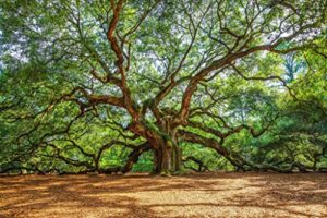 nature photography print (not framed) picture of angel oak tree on summer day near charleston south carolina southern wall art lowcountry decor (11" x 14")