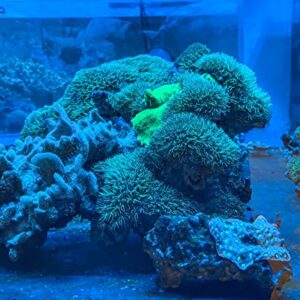 Live Coral Frag Green Star Polyp 1 inch - WWC Long Polyp/Beginner Marine Coral Reef for Saltwater Aquarium