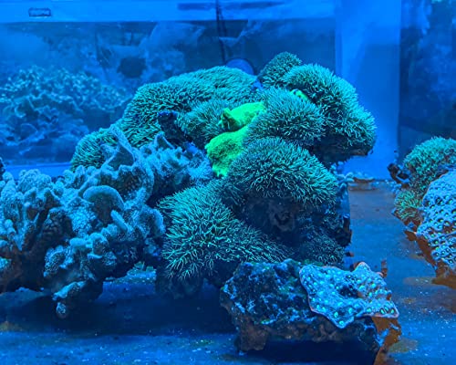 Live Coral Frag Green Star Polyp 1 inch - WWC Long Polyp/Beginner Marine Coral Reef for Saltwater Aquarium